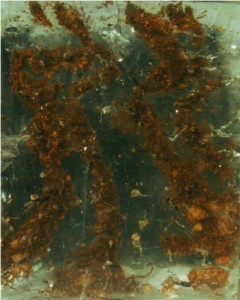 “Forgotten Worlds”        